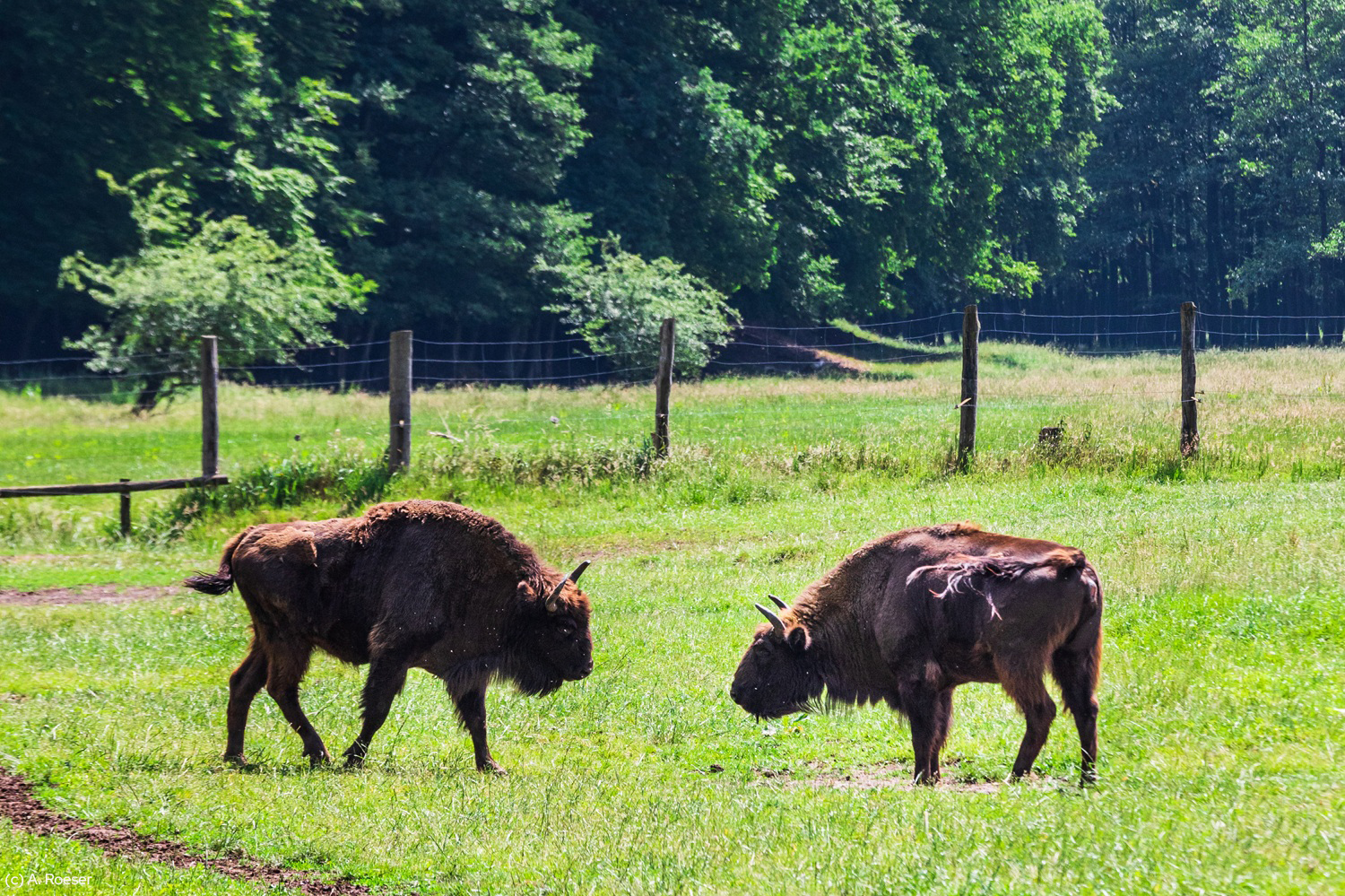Hammerhof mit Wisent-Gehege